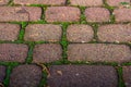 Stone paving slabs. with greens between the plates. macro.