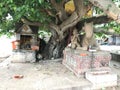 The stone people and cow staying under the tree