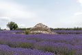 Stone pile house in the middle of colorful vivid purple lavender field in Provence, France Royalty Free Stock Photo