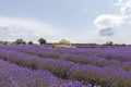 Stone pile house in the middle of colorful vivid purple lavender field in Provence, France Royalty Free Stock Photo