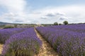 Stone pile house in the middle of colorful vivid purple lavender field in Provence, France Royalty Free Stock Photo
