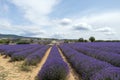 Stone pile house in the middle of colorful vivid purple lavender field in Provence, France Royalty Free Stock Photo