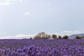 Stone pile house in the middle of colorful vivid purple lavender field in Provence, France Royalty Free Stock Photo