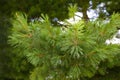 Stone Pine