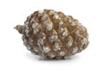Stone pine cone Royalty Free Stock Photo
