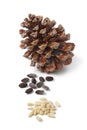 Stone pine cone and seeds Royalty Free Stock Photo