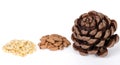 Stone pine cone with seeds and shelled nuts Royalty Free Stock Photo