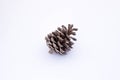 Stone pine cone Royalty Free Stock Photo
