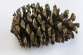 Stone pine cone on a white background Royalty Free Stock Photo