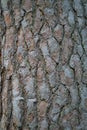The stone pine cortex. Pine bark. Nature concept Royalty Free Stock Photo
