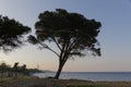 Stone pine in the evening light on the Moriani beach, Corsica, France