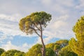 Stone pine in the forest in a bright day, south coast of Turkey in Mediterranean Royalty Free Stock Photo