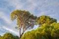 Stone pine in the forest in a bright day, south coast of Turkey in Mediterranean Royalty Free Stock Photo