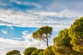 Stone pine in the forest in a bright day, south coast of Turkey in Mediterranean Royalty Free Stock Photo