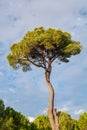 Stone pine in the forest in a bright day, south coast of Turkey in Mediterranean Royalty Free Stock Photo