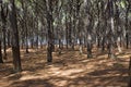 Stone Pine forest, Tuscany Royalty Free Stock Photo