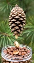 Stone pine pine nut and pine cone. Royalty Free Stock Photo
