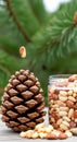 Stone pine pine nut and pine cone. Royalty Free Stock Photo