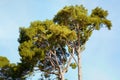 Stone pine, Pinus pinea.