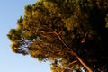 Stone pine tree in the morning catching the sunshine Royalty Free Stock Photo