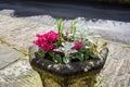Spring flower pot Royalty Free Stock Photo