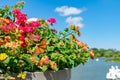 Colorful Flowers with a Monarch Butterfly in a Planter in front of the Humboldt Park Lagoon in Chicago Royalty Free Stock Photo