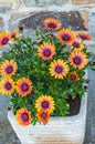 Stone planter, filled with African Daisies, on a flagstone patio Royalty Free Stock Photo