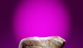 luxury purple podium stand stone - product design marketing ad Royalty Free Stock Photo