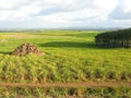 Stone pyramids in a sugar cane plantation. Mauritius Island, Indian Ocean. Royalty Free Stock Photo