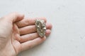 Stone pyrite lies in the hand. Beautiful iron in the hand of natural pyrite. On a white background. Golden and golden stone or Royalty Free Stock Photo