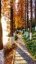 Stone road in the forest