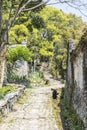 Stone road and Old camphor tree Royalty Free Stock Photo