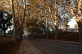 Stone road surrounded by trees and fallen leaves in autumn Royalty Free Stock Photo