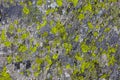 Stone or rock with moss plant texture Royalty Free Stock Photo