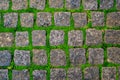 Stone or rock old road covered by green moss and grass texture background Royalty Free Stock Photo