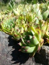 Stone Rose - Echeveria ornamental garden plants Royalty Free Stock Photo