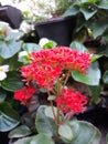 Red stone rose in the garden Royalty Free Stock Photo