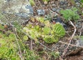 Stone rose in nature, texture.