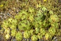 Stone rose, succulent plants, cactus in flower bed in botanical garden. Close-up. Royalty Free Stock Photo