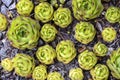 Stone rose, succulent plants, cactus in flower bed in botanical garden. Top view. Close-up. Royalty Free Stock Photo
