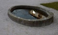 Stone sandstone circular fountain in the park. built of sandstone filled with water. lined with a light threshing gravel road with Royalty Free Stock Photo