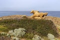 Stone sculpture of a running horse in a public park ( island Skyros, South Sporades, Greece) close-up