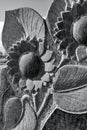 Stone sculptured of Gray sunflower Cemetery headstone Remembrance leaves petals