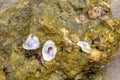 Stone sea seaweed wet slippery large seashells open oyster close-up background design nature sea Royalty Free Stock Photo