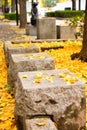 Stone seats in fallen yellow gingko leaves