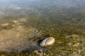Stone in shallow frosty water with water plants Royalty Free Stock Photo