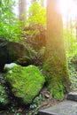 Stone in the shape of the heart covered with green moss and lichen in tropical forest with sunlight background Royalty Free Stock Photo