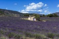 Stone shed in the midle of a lavender field in provence Royalty Free Stock Photo