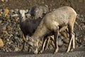 Stone Sheep ewe with lamb, searching for salt and minerals at the roadside, northern British Columbia