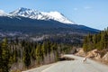 Stone Sheep ewe licking salt from the Cassiar Highway paved road